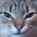 PP