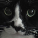 Avatar for KITTYCAT