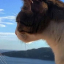Discord member