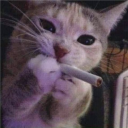 Vitalflea avatar