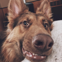 Avatar for Maxshep G-Shep