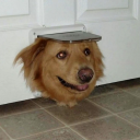 ciaodog