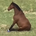 ponja