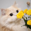 𝙨𝙤𝙯𝙝𝙤𝙪.