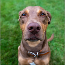 RaGnaR