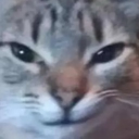PP