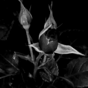 𝔓𝔲𝔭𝔭𝔶𝔅𝔩𝔞𝔠𝔨𝔖𝔴𝔞𝔫