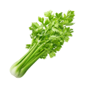 Sellerie, Staude's avatar