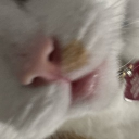 Avatar for Cats