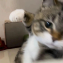 Rob