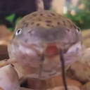Coм
