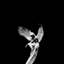 Bario Discord avatar