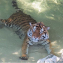 Avatar for Der Entsafter