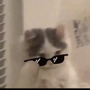 Mr.cat