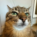 Discord user rattapood