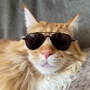 cool cat