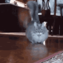 Empus Miaw