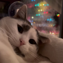 Avatar for InfiniteZebras