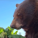 Avatar for 🐻Lycan🐾