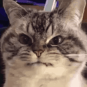 Tom avatar