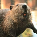 KASTORAS99 Discord avatar