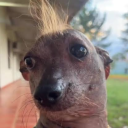 Discord user kertz