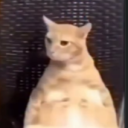 Discord user Mitras