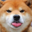 sħiβą ïñú 𖠌