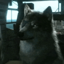 Avatar for WolfKing115