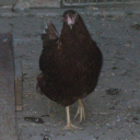 Discord avatar hráče kozel3011