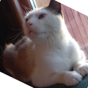Discord user Wambola