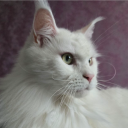 Discord user Dino Shadix