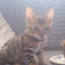 Scout