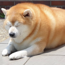 SunoAI