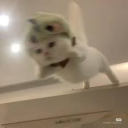 Discord avatar hráče Fumkeman