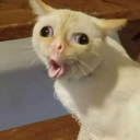Discord user Eniligaam