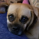 Dani