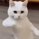 PP
