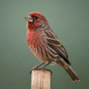 Avatar for RustFinch