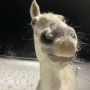 Sir Gurtfred of Ivanhoe