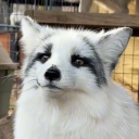 Discord user rattapood